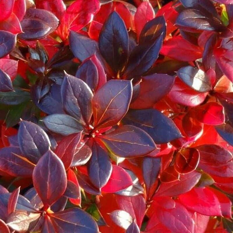 Барбарис средний "Ред Джевел" (Berberis media "Red Jewel") с5