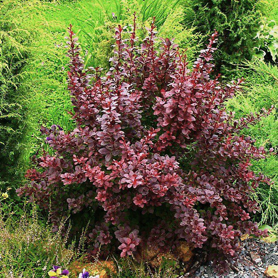 Барбарис Тунберга "Атропурпуреа" (Berberis thunbergii "Atropurpurea") с5