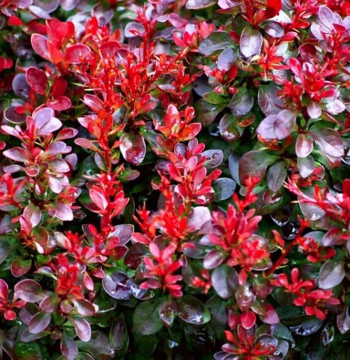 Барбарис Тунберга "Багатель" (Berberis thunbergii "Bagatelle") с5