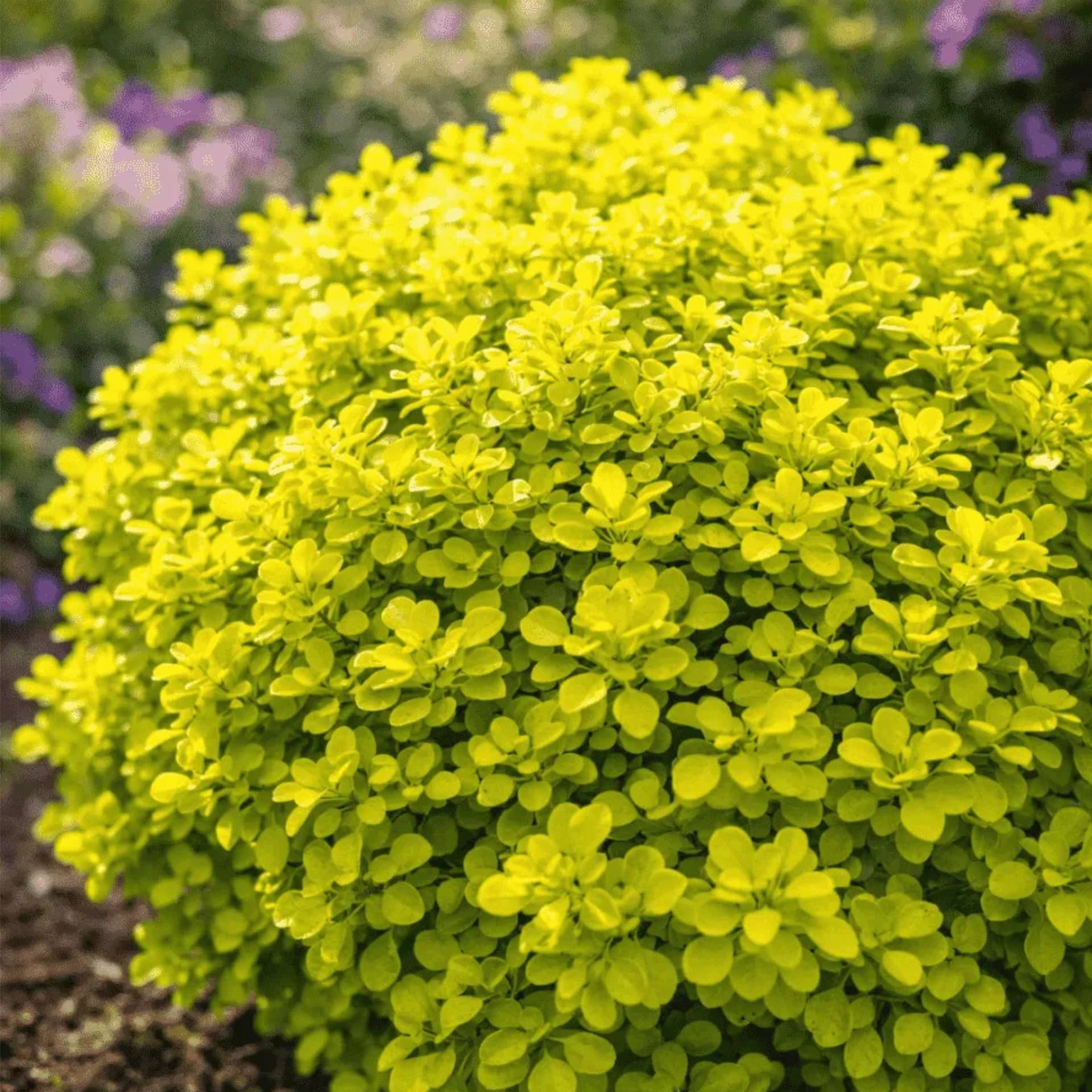 Барбарис Тунберга "Голдалита" (Berberis thunbergii "Goldalita") с3