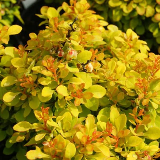 Барбарис Тунберга "Голден Наггет" (Berberis thunbergii "Golden Nuggett") с5