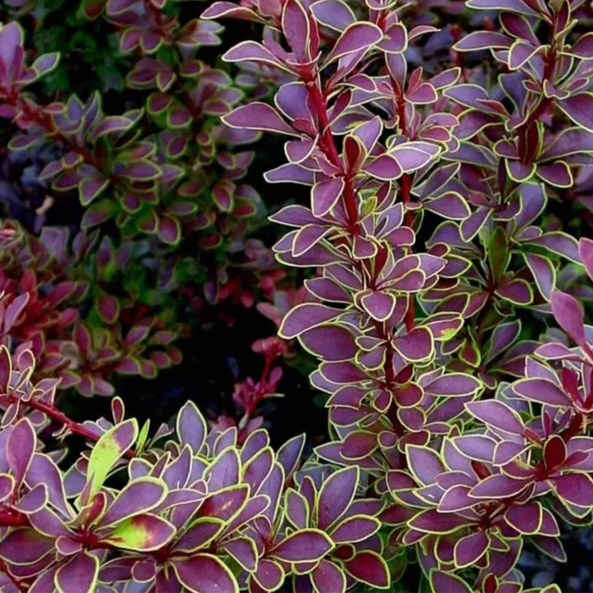 Барбарис Тунберга "Голден Ринг" (Berberis thunbergii "Golden Ring") с3