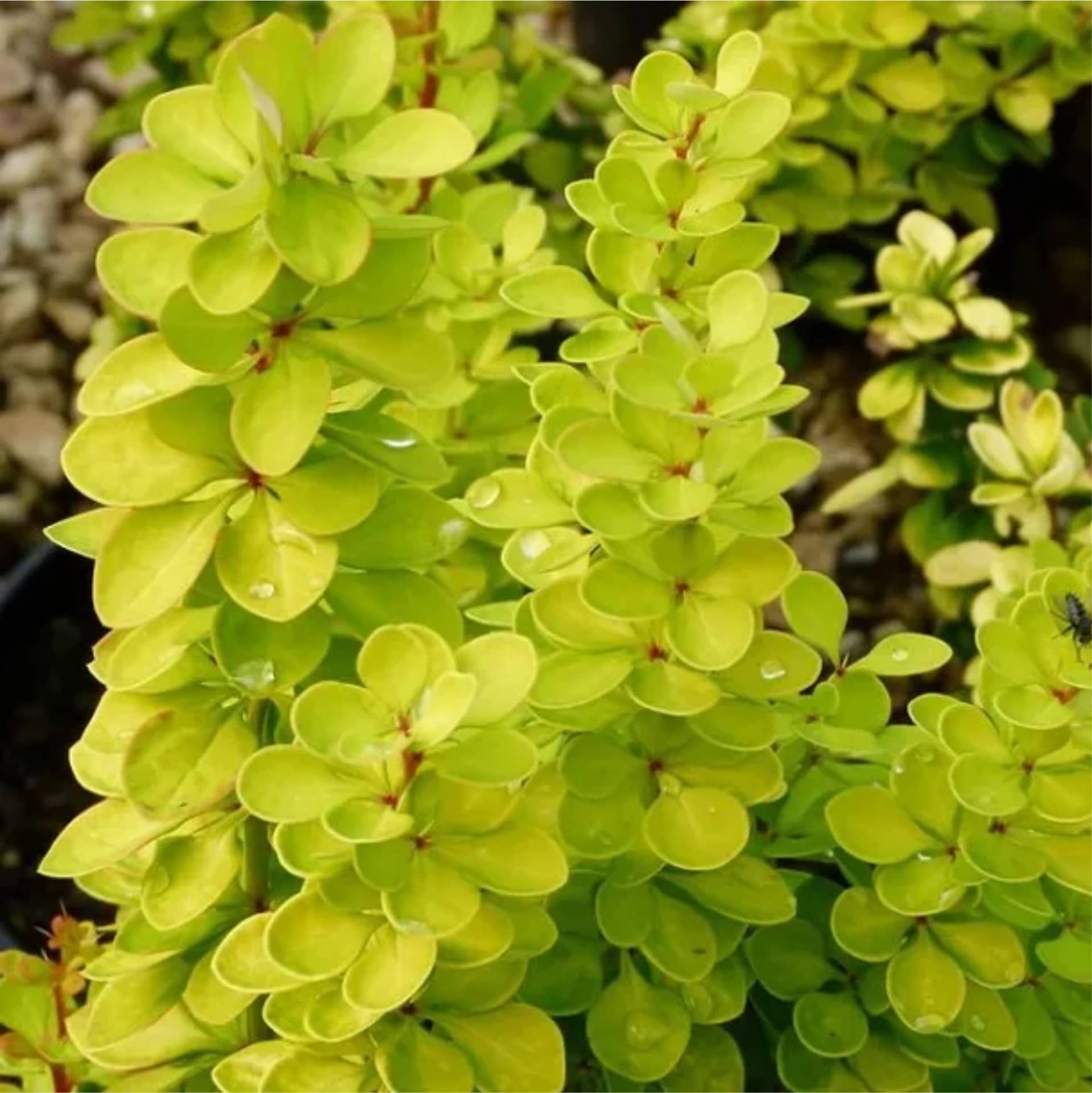 Барбарис Тунберга "Голден Торч" (Berberis thunbergii "Golden Torch") с5