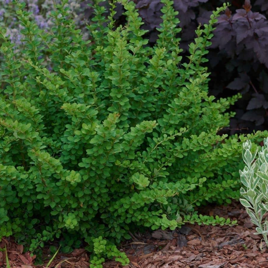 Барбарис Тунберга "Грин Орнамент" (Berberis thunbergii "Green Ornament") с3