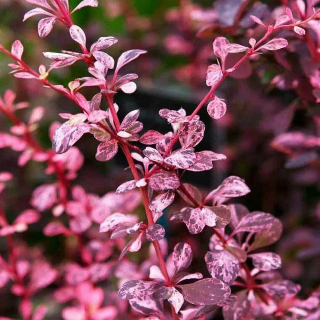 Барбарис Тунберга "Пинк Квин" (Berberis thunbergii "Pink Queen") с5