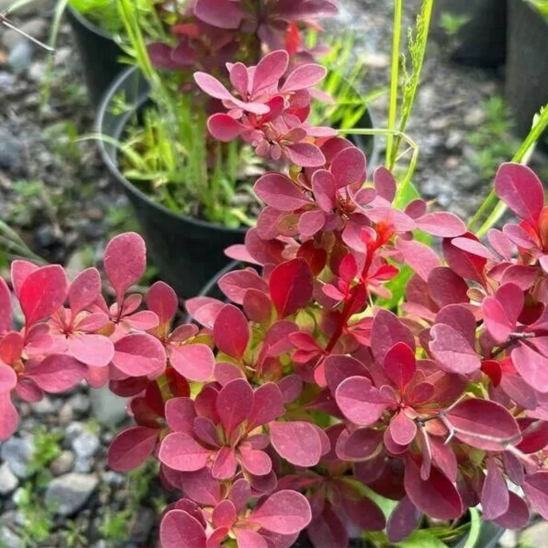 Барбарис Тунберга "Ред Рокет" (Berberis thunbergii "Red Rocket") с5