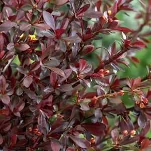 Барбарис Тунберга "Ред Чиф" (Berberis thunbergii "Red Chief") с5