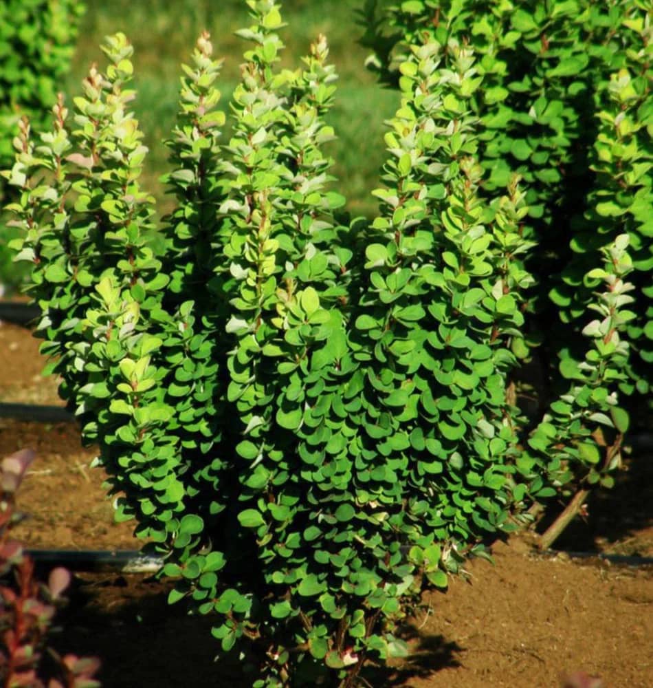 Барбарис Тунберга "Эректа" (Berberis thunbergii "Erecta") с3