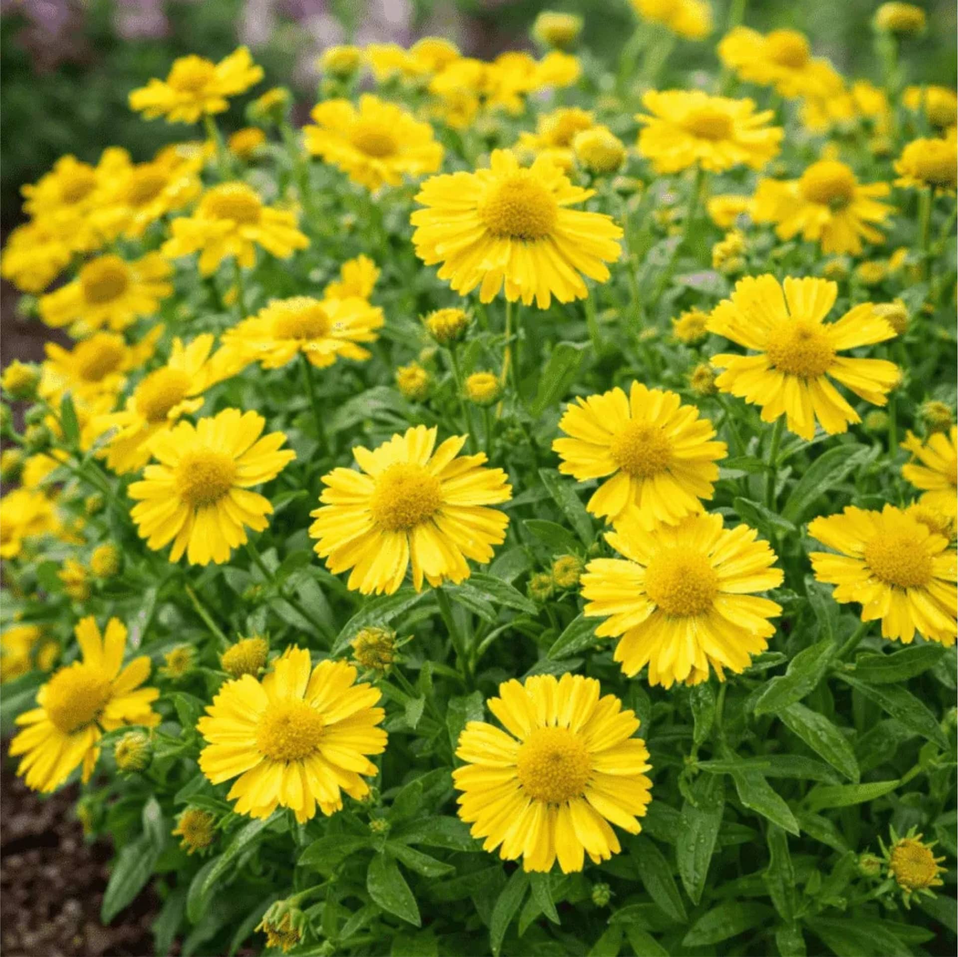 Гайлардия остистая крупноцветковая "Messa yellow"с2