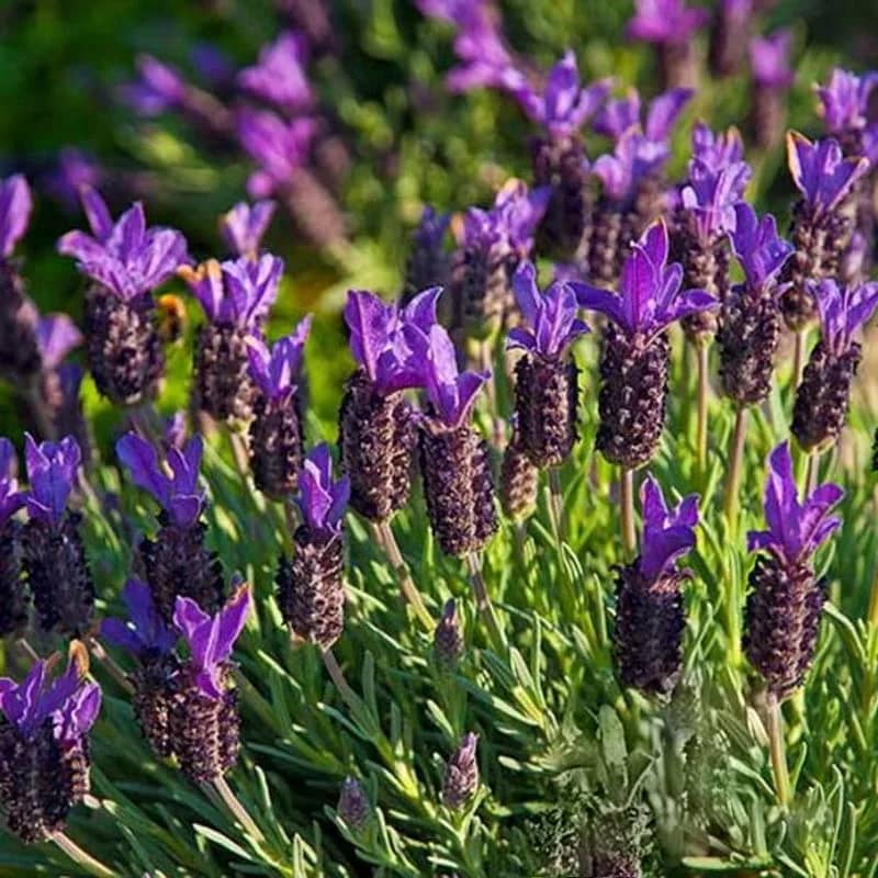 Лаванда стэхадская "Violet Purple"(lilac) с2