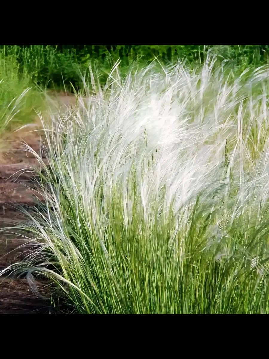Ковыль тончайший "Angel Hair"с2