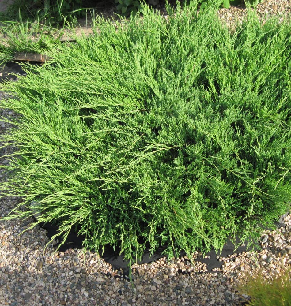 Можжевельник горизонтальный "Андорра Компакт" (Juniperus horizontalis "Andorra Compact") с5