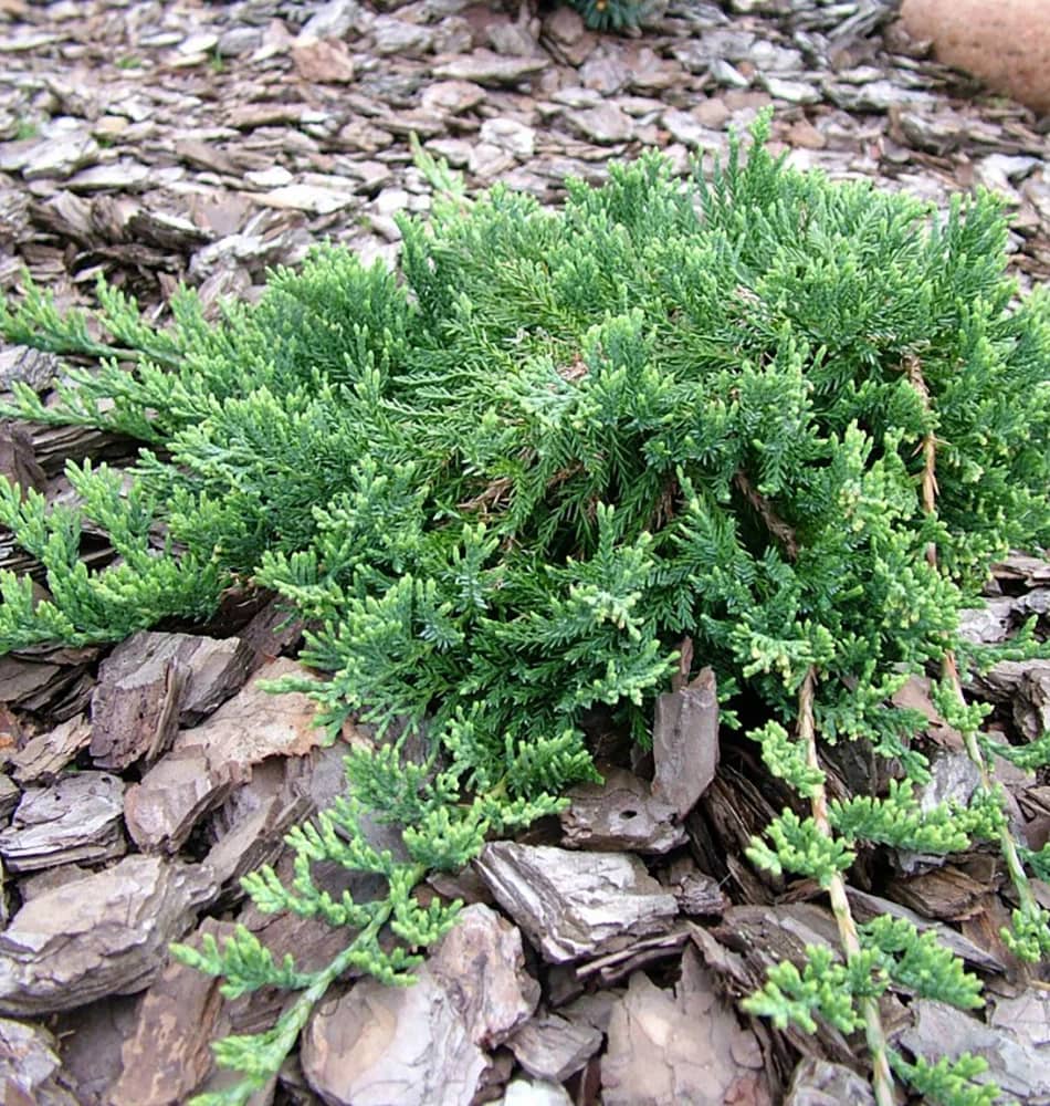 Можжевельник горизонтальный "Вилтони" (Juniperus horizontalis "Wiltonii") с5