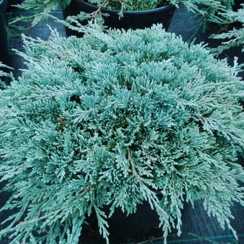 Можжевельник горизонтальный "Монбер" (Juniperus horizontalis "Monber") с5