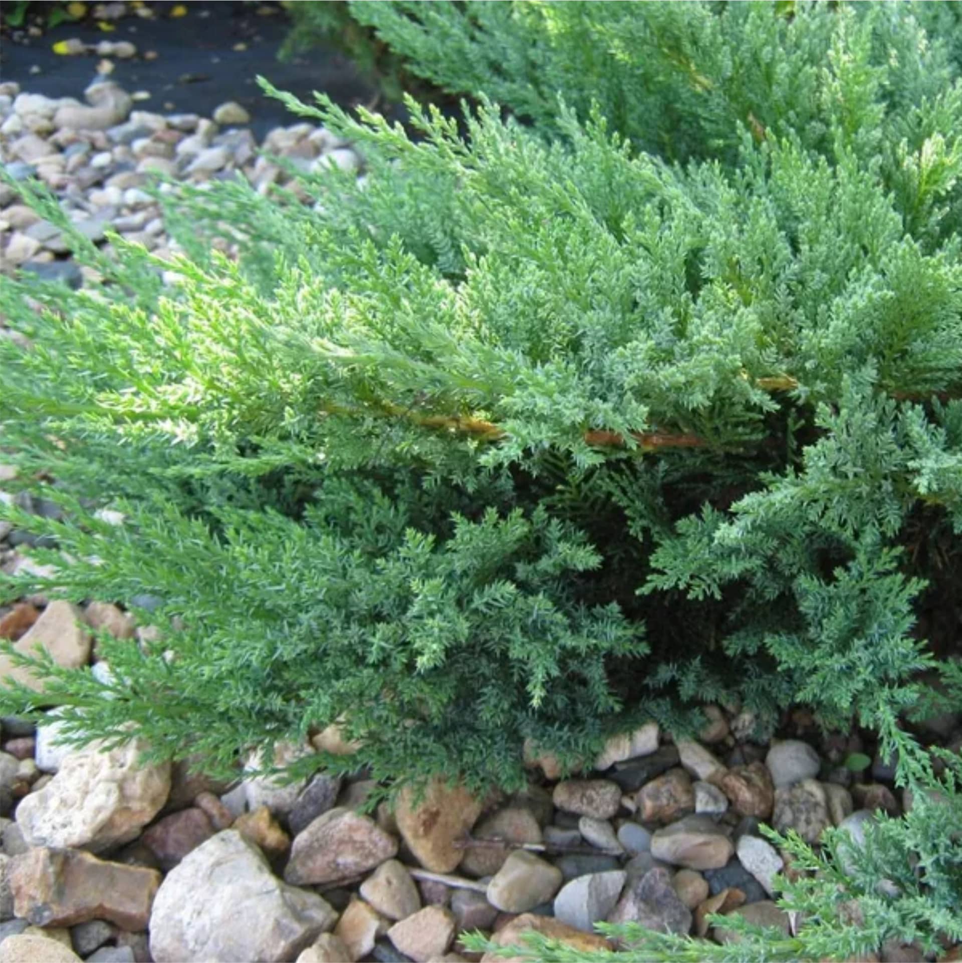 Можжевельник казацкий "Тамарисцифолия" (Juniperus sabina "Tamariscifolia") с5