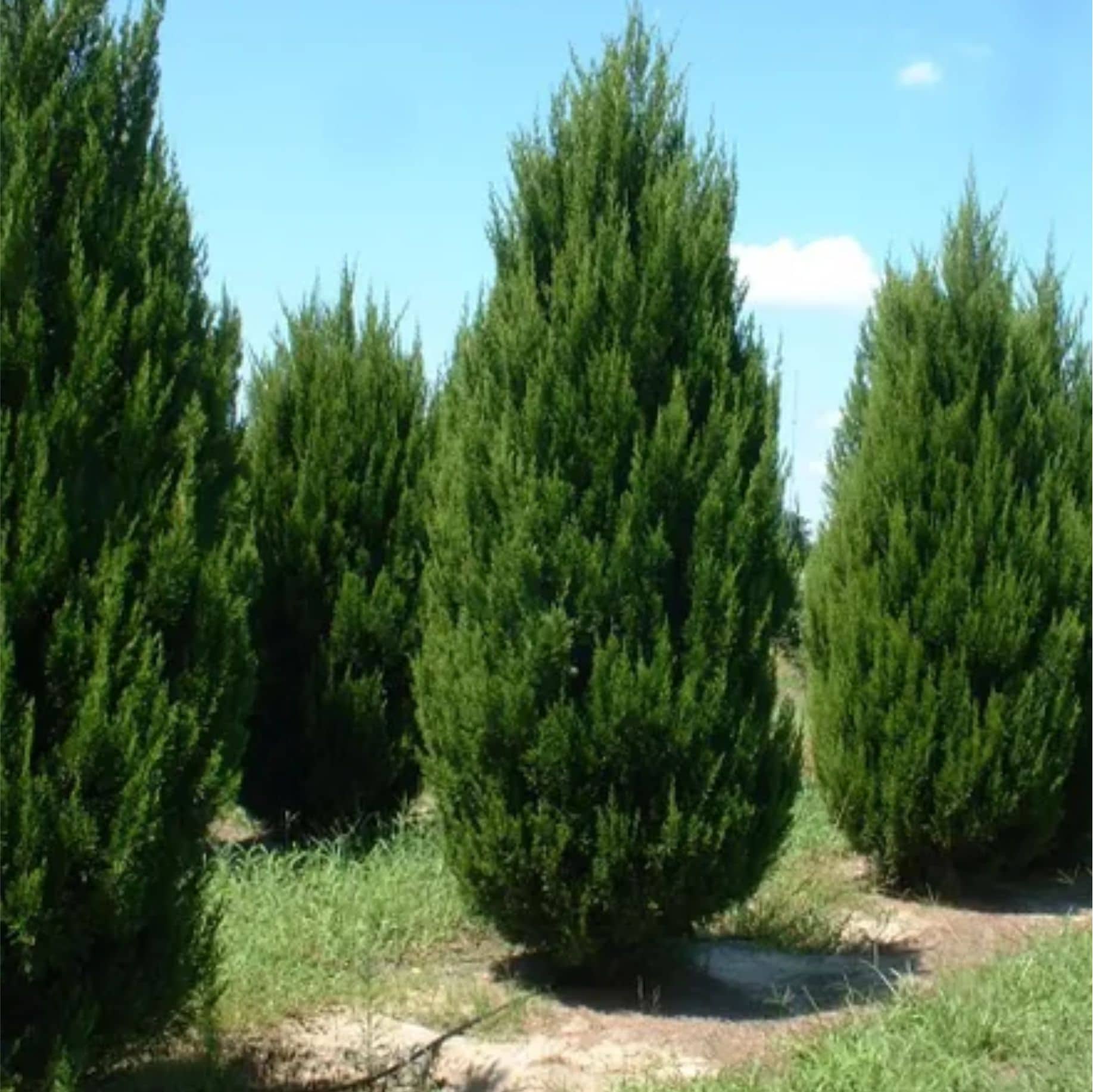 Можжевельник китайский "Спартан" (Juniperus chinensis "Spartan") с5