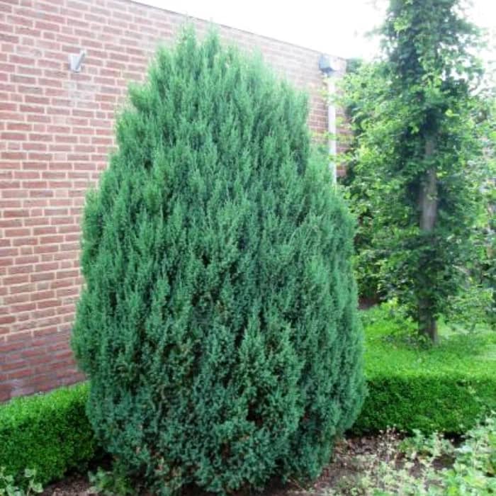 Можжевельник китайский "Стрикта" (Juniperus chinensis "Stricta") с5