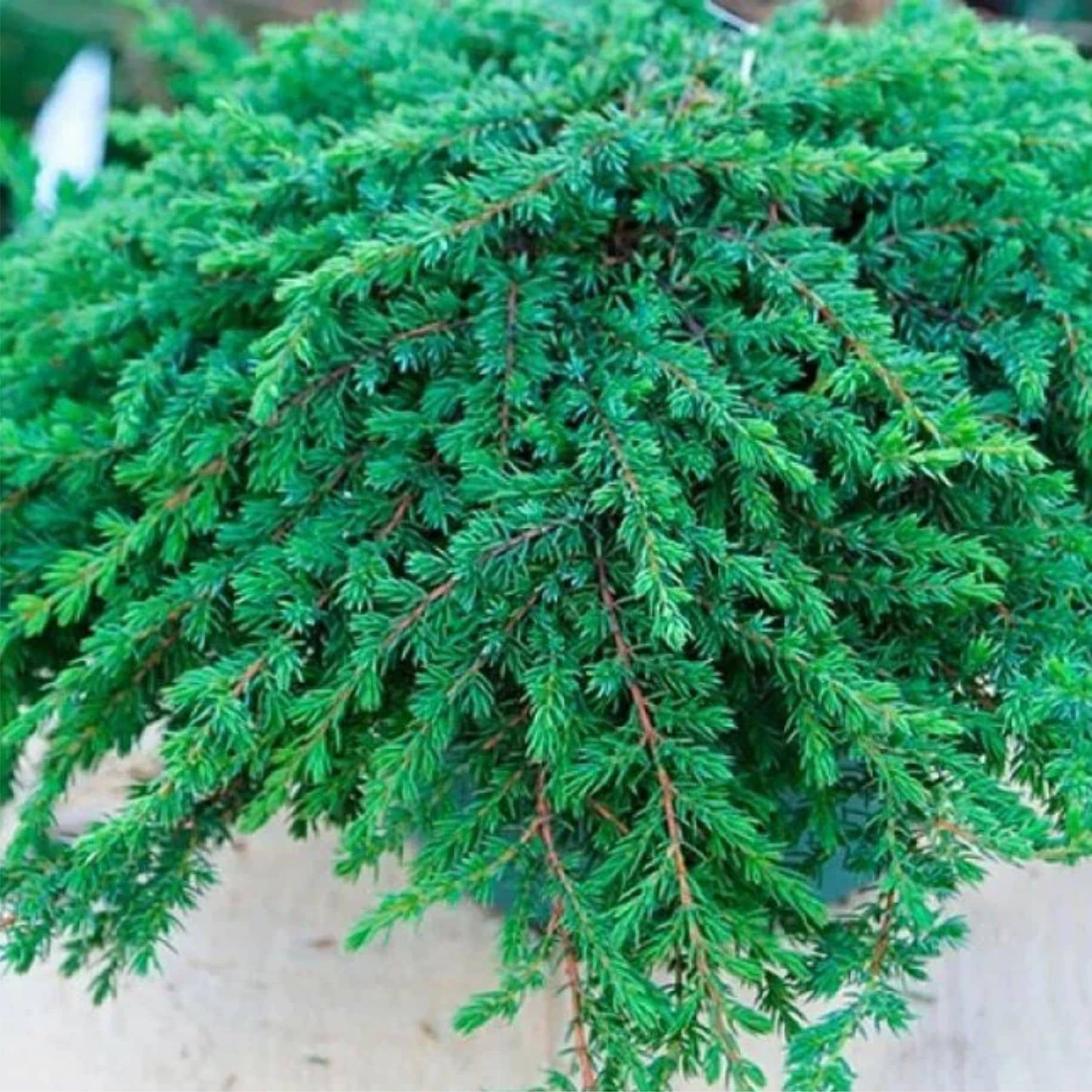 Можжевельник обыкновенный "Гринмантл" (Juniperus communis "Greenmantle") с5