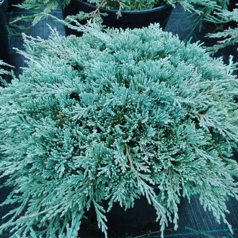 Можжевельник Пфитцериана "Глаука" (Juniperus Pfitzeriana "Glauca") с5