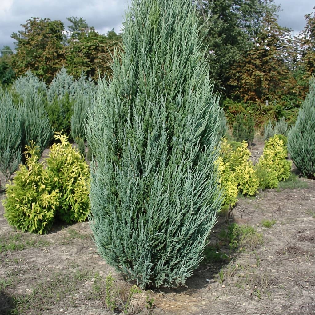 Можжевельник скальный "Скайрокет" (Juniperus scopulorum "Skyrocket") с3
