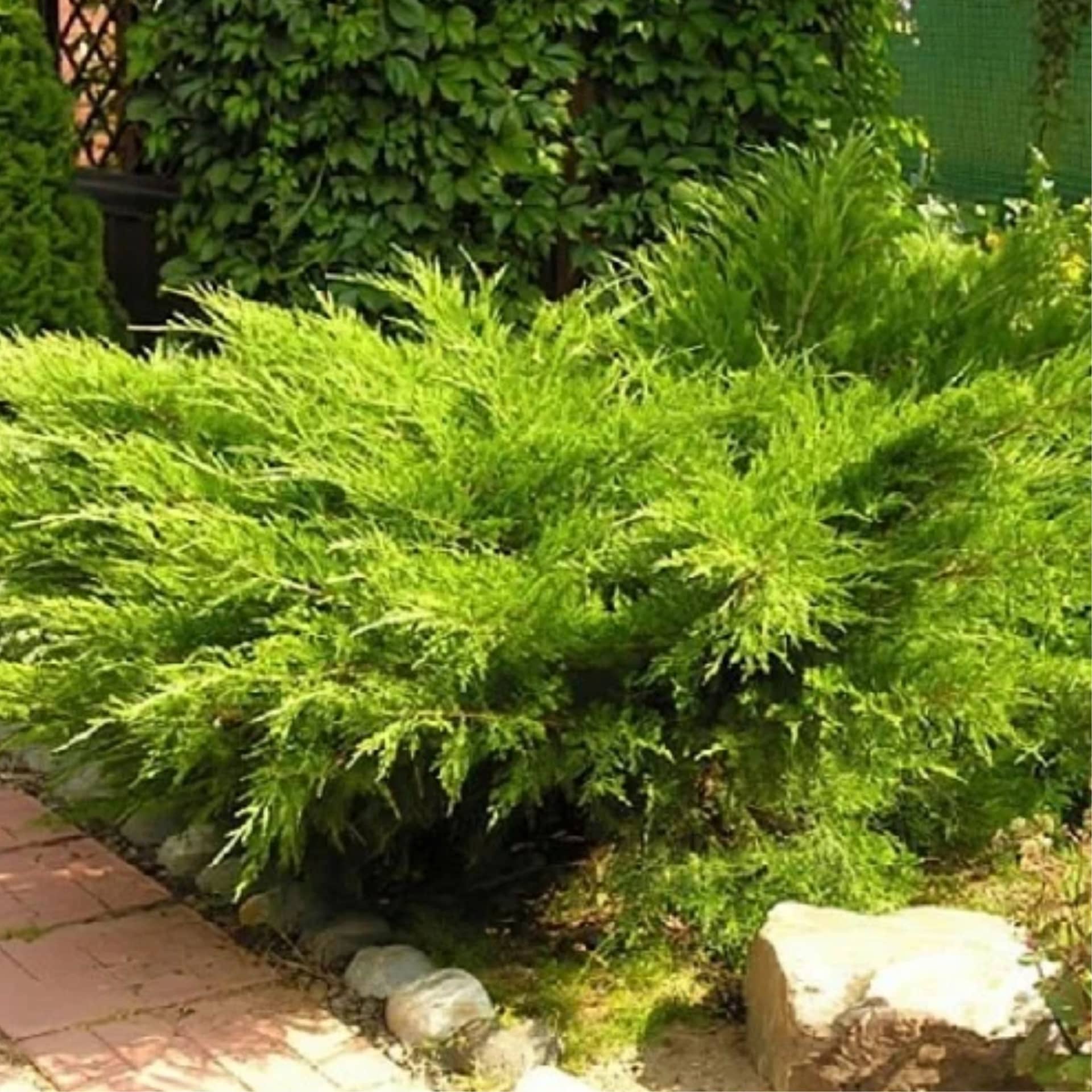 Можжевельник средний "Минт Джулеп" (Juniperus media "Mint Julep") с5