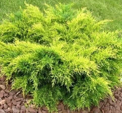 Можжевельник средний "Олд Голд" (Juniperus media "Old Gold") с3