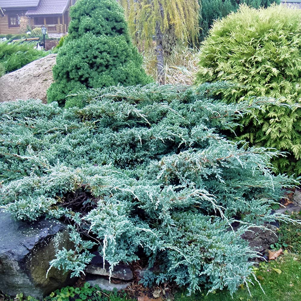Можжевельник чешуйчатый "Блю Карпет" (Juniperus squamata "Blue Carpet") с5