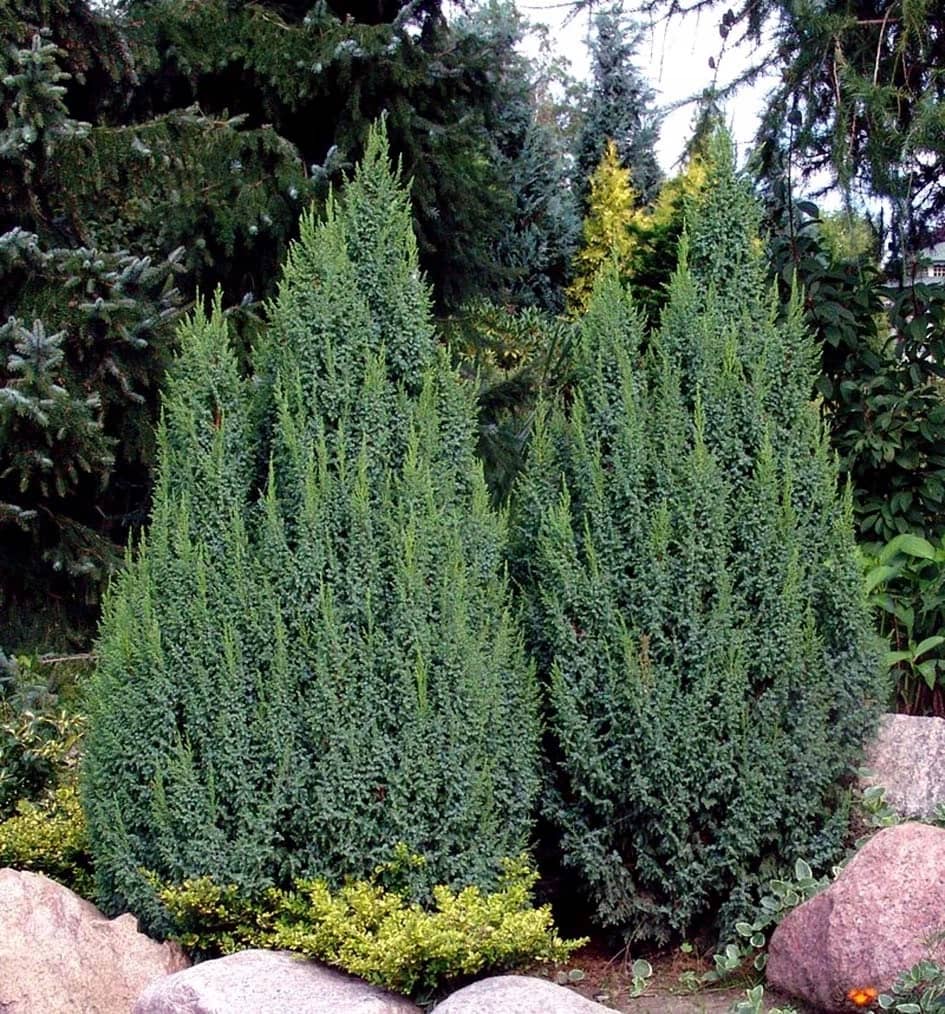 Можжевельник чешуйчатый "Лодери" (Juniperus pingii "Loderi") с5