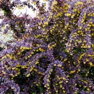 Барбарис оттавский "Суперба" (Berberis ottawensis "Superba") с3