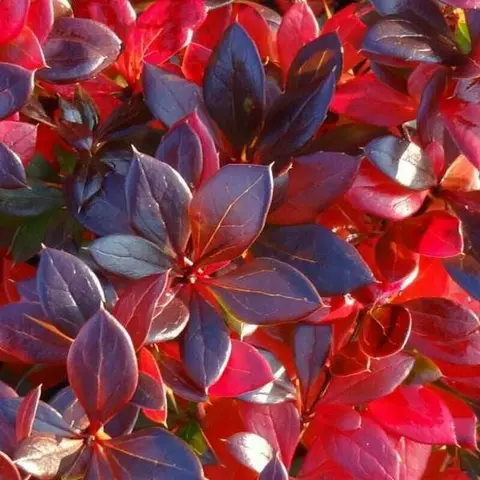 Барбарис средний "Ред Джевел" (Berberis media "Red Jewel") с5