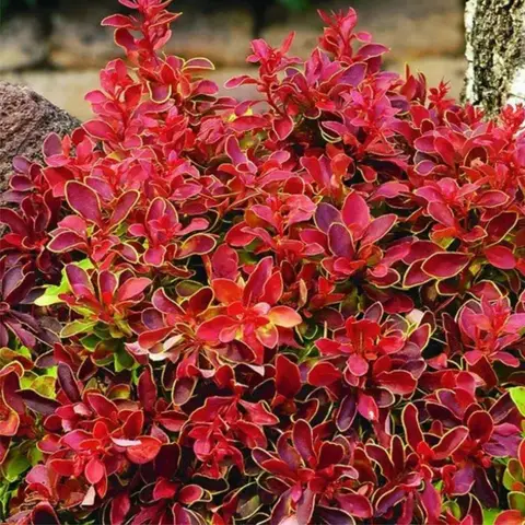 Барбарис Тунберга "Адмирейшн" (Berberis thunbergii "Admiration") с5