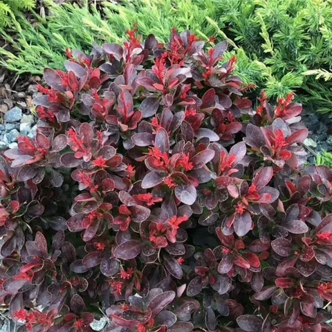 Барбарис Тунберга "Атропурпуреа Нана" (Berberis thunbergii "Atropurpurea Nana") с5