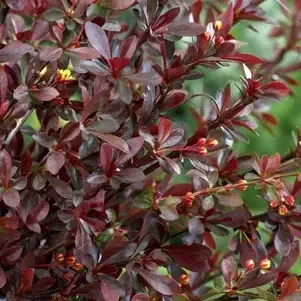 Барбарис Тунберга "Ред Чиф" (Berberis thunbergii "Red Chief") с5