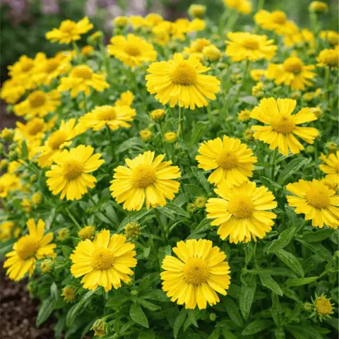 Гайлардия остистая крупноцветковая "Messa yellow"с2