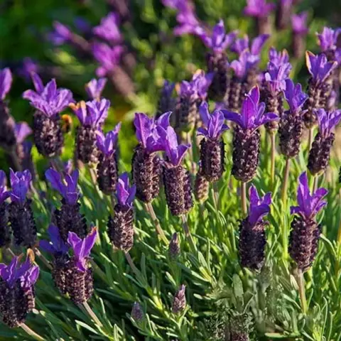Лаванда стэхадская "Violet Purple"(lilac) с2