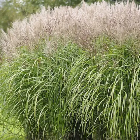 Мискантус "Sinensis condensatus" с2