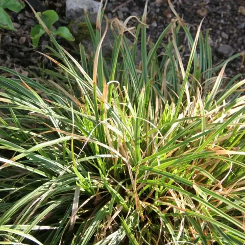 Осока Морроу "Variegata" с2