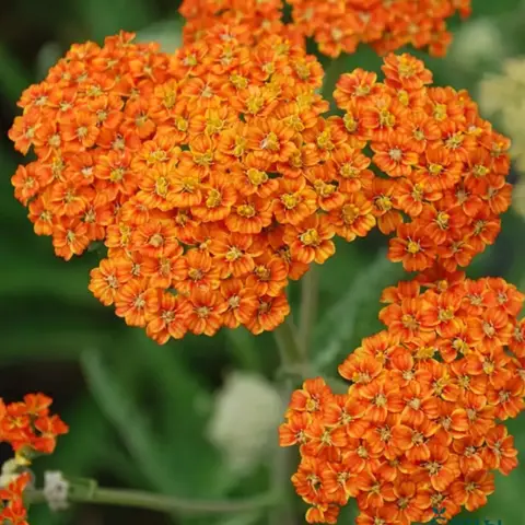 Тысячелистник обыкновенный оранж Микс Achillea millefolium с2