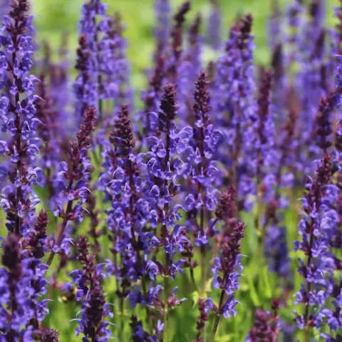 Шалфей дубравный "Blau Konigin" Р9