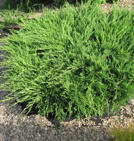 Можжевельник горизонтальный "Андорра Компакт" (Juniperus horizontalis "Andorra Compact") с5