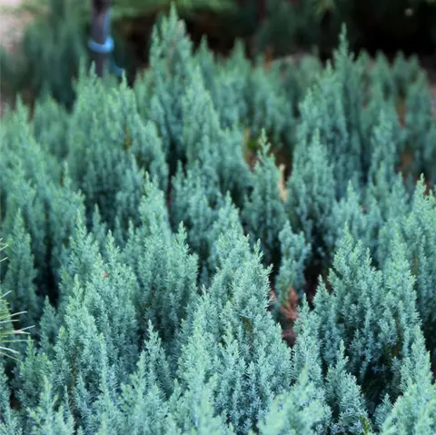Можжевельник горизонтальный "Блю Форест" (Juniperus horizontalis "Blue Forest") с5
