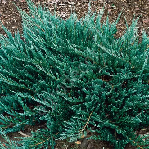 Можжевельник горизонтальный "Блю Чип" (Juniperus horizontalis "Blue Chip") с3