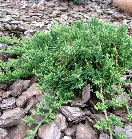 Можжевельник горизонтальный "Вилтони" (Juniperus horizontalis "Wiltonii") с5