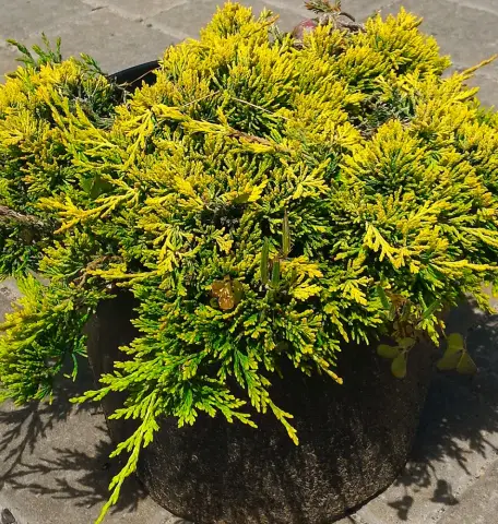 Можжевельник горизонтальный "Голден Карпет" (Juniperus horizontalis "Golden Carpet") с5