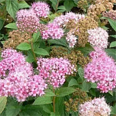 Спирея японская Нана с2