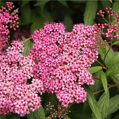 Спирея японская Фробери с2