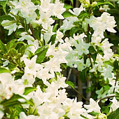 Вейгелла гибридная Кандида с2