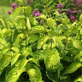 Вейгелла цветущая Лайм монстр с2