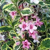 Вейгелла цветущая Нана вариегата с2