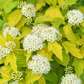 Пузыреплодник калинолистный Ангел Голд желтый с2